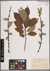 Foto von Salix caprea L.
